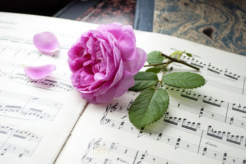 Alte Musiknoten mit blühender Rose (Rosaceae), Liebe, Muttertag, Romantik 