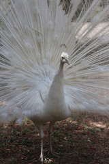 Obraz premium Leucistic Peacock Spreading His Tail Feathers 