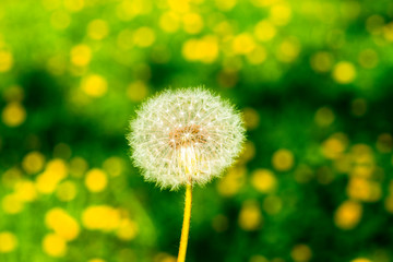 Dreamy spring. Blowball closeup on a defocused dandelions field. Copy space