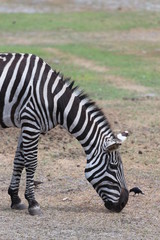 Fototapeta na wymiar Zebra Grazing 