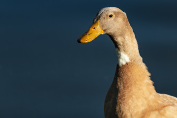 Late Afternoon Duck