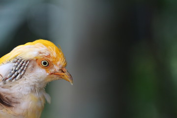 Exotic Bird / The Golden Pheasant 