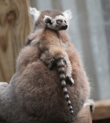 Baby Ring Tailed Lemur on the back of his Mother / Madagascar Wildlife