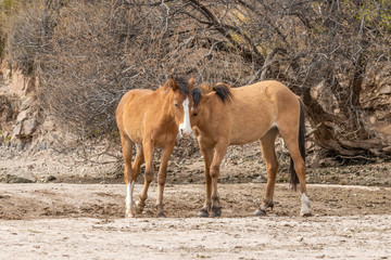 Pair of Wild Horses Fighting in the Desert