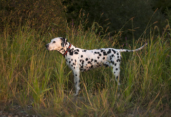 Dalmatian at Sunrise
