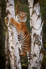 Fototapeta premium Sibirischer Tiger klettert