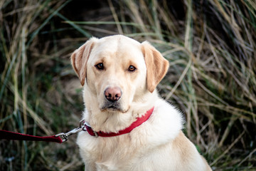 Golden Labrador Portrait