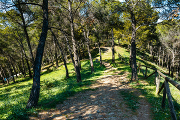 forest path leading through the green forest