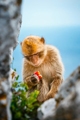 Portrait of a young macaque. Macaques are one of the most famous attractions of the British overseas territory