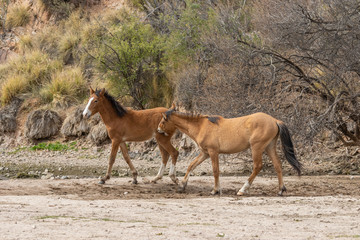 Naklejka na ściany i meble Pair of Wild Horses Fighting in the Desert