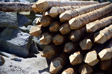 Wooden piles prepared for making a breakwater. - obrazy, fototapety, plakaty