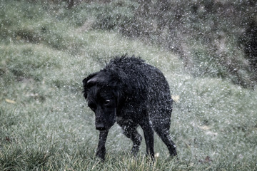 Labrador Springer Spaniel Shaking off Water After A Swim