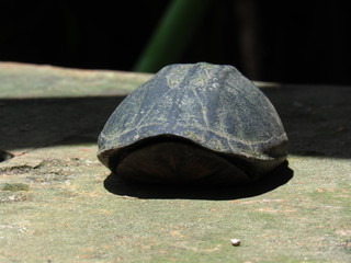 Tortuga