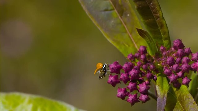 Ladybird Takes Flight From Flowerbud Slow Motion 1500fps