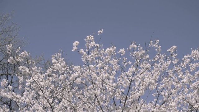 Cherry Blossoms at peak bloom 4K
