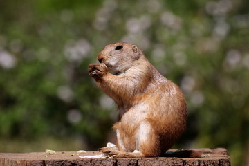 A black tailed prairie dog feeding..