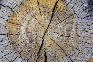 Cross section of tree trunk showing growth rings, background wood texture