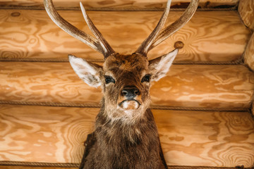 Brown deer head on wooden wall background. Animals draft or trophy decorative object. Taxidermy