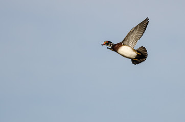 Wood Duck Flying in a Blue Sky