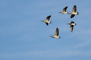 Flock of Canada Geese Flying in a Blue Sky
