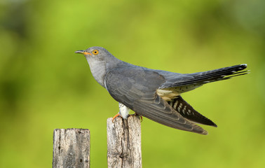 Common cuckoo (Cuculus canorus)