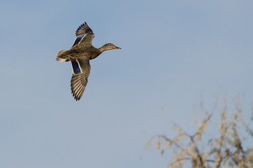 Mallard Duck Flying in a Blue Sky