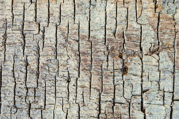 Texture of the old wooden with brown fissured rot