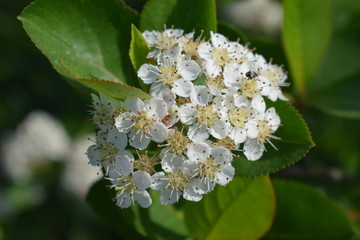 Kwitnąca aronia czarnoowocowa © Anna