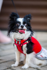 A black fluffy white, long-haired funny dog with emale sex with larger eyes the Chihuahua breed, dressed in red knitted dress. The animal sits near feet of owner woman background of garage outside