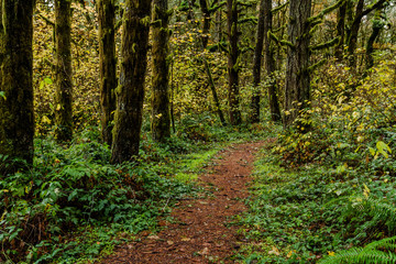 Fototapeta na wymiar Trail through the woods