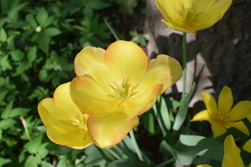 Kwitnmące zółte tulipany