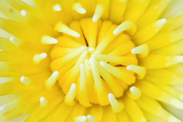 close up of yellow and white pollen lotus