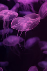 Moon jellyfish Aurelia aurita purple translucent color and dark background. Aurelia aurita (also...