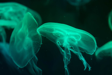 Moon jellyfish Aurelia aurita green translucent color and dark background. Aurelia aurita (also called the common jellyfish, moon jellyfish, moon jelly, or saucer jelly)