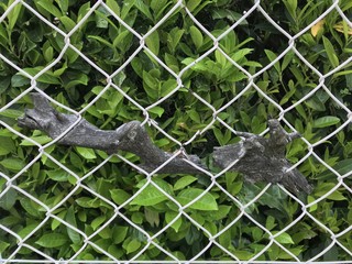 Le bois piégé dans une dimension grillagé 