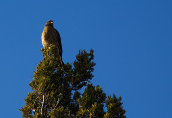 Beautiful bird of prey in Cerro Campanario in Bariloche
