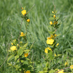 General view of Japanese Kerria (Kerria japonica) plant with yellow flowers and green leaves