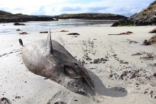 Dolphin dead seaside rotting