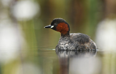Little grebe (Tachybaptus ruficollis)