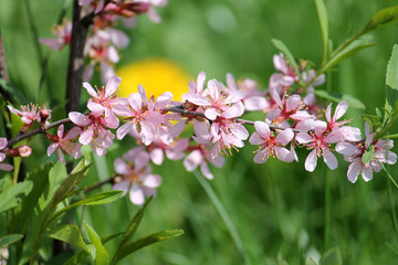 Branch of bitter almond with pink flowers on green background