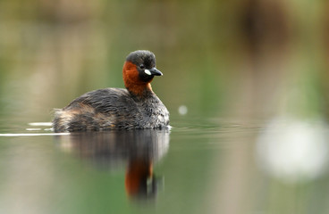 Little grebe (Tachybaptus ruficollis)