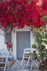 Outdoor part of a taverna with blooming bougainvillea at the entrance at Kimolos island in Greece