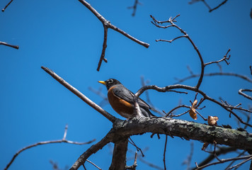 American Robin