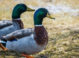 Male Mallard Duck