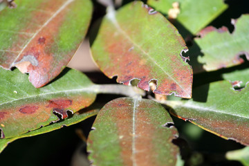 Leaves of rhododendron damaged by vine weevil or Otiorrhynchus sulcatus