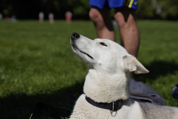  White husky half-breed dog relaxing at the park on a sunny day