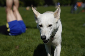 Naklejka na ściany i meble White husky half-breed dog relaxing at the park on a sunny day