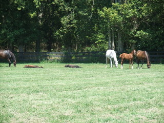 Kentucky Mares and Foals Nap-time