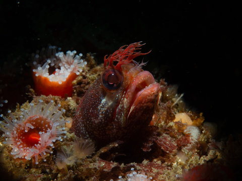 Fringehead on Shale Island, Monterey, California
