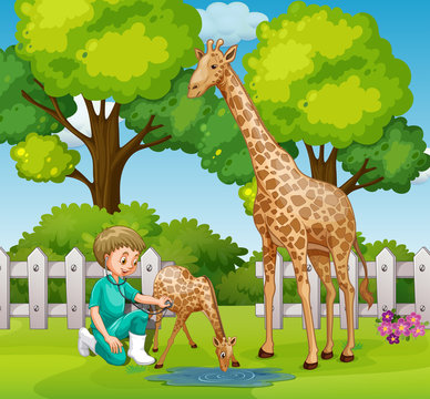 A Vet Checkup Giraffe at Zoo